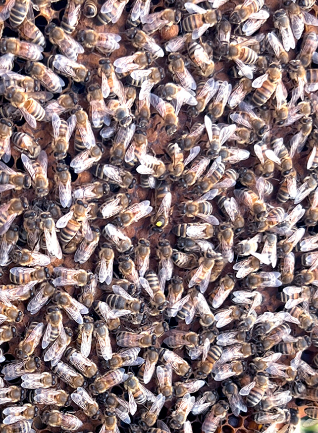 Abeja Reina Fecundada