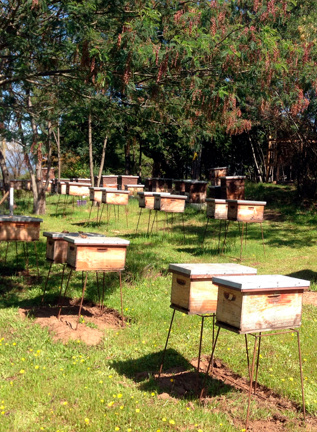 Núcleos de Abejas